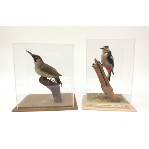 212 - Two cased taxidermy interest woodpeckers - Green woodpecker and great spotted woodpecker, together w... 