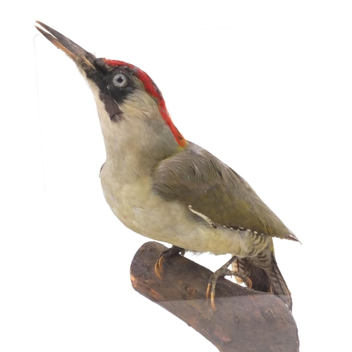 212 - Two cased taxidermy interest woodpeckers - Green woodpecker and great spotted woodpecker, together w... 