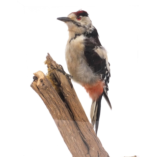 212 - Two cased taxidermy interest woodpeckers - Green woodpecker and great spotted woodpecker, together w... 