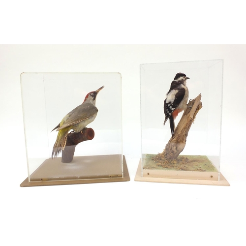 212 - Two cased taxidermy interest woodpeckers - Green woodpecker and great spotted woodpecker, together w... 