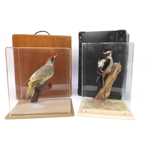 212 - Two cased taxidermy interest woodpeckers - Green woodpecker and great spotted woodpecker, together w... 