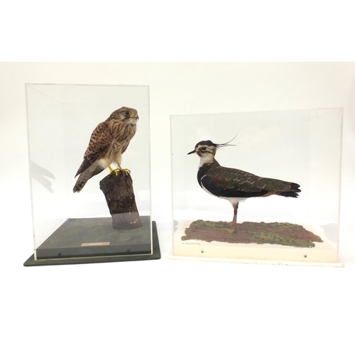 213 - Two cased taxidermy interest birds - kestrel and lapwing, together with fitted wooden carry cases 18... 