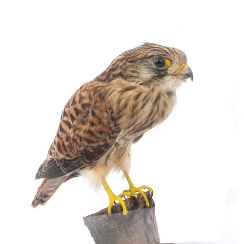 213 - Two cased taxidermy interest birds - kestrel and lapwing, together with fitted wooden carry cases 18... 