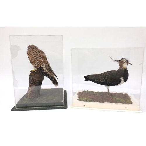 213 - Two cased taxidermy interest birds - kestrel and lapwing, together with fitted wooden carry cases 18... 