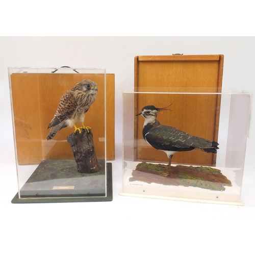 213 - Two cased taxidermy interest birds - kestrel and lapwing, together with fitted wooden carry cases 18... 