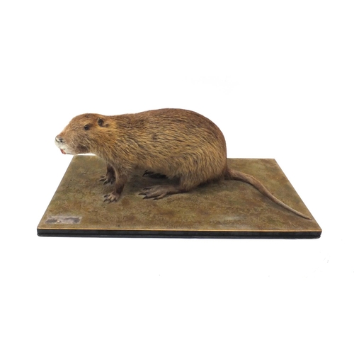 211 - Taxidermy interest Coypu, together with fitted wooden carry case 150, the coypu 70cm long
(PROVENANC... 