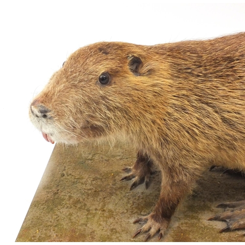 211 - Taxidermy interest Coypu, together with fitted wooden carry case 150, the coypu 70cm long
(PROVENANC... 