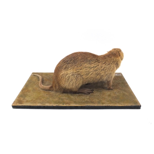 211 - Taxidermy interest Coypu, together with fitted wooden carry case 150, the coypu 70cm long
(PROVENANC... 