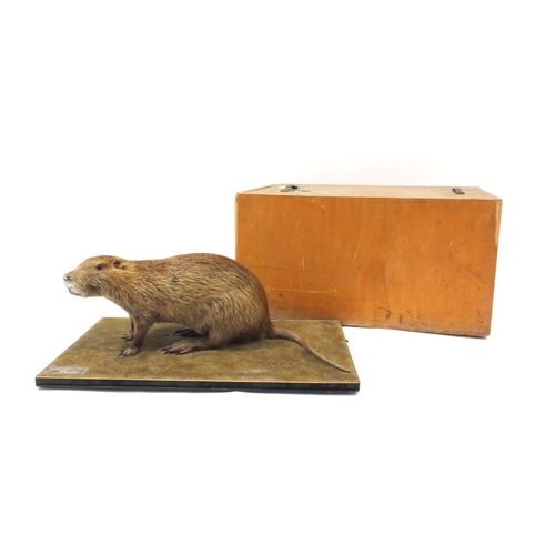 211 - Taxidermy interest Coypu, together with fitted wooden carry case 150, the coypu 70cm long
(PROVENANC... 