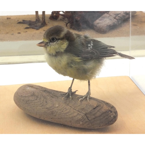 214 - Collection of seven cased taxidermy interest animals including seagull, black headed seagull, red sq... 