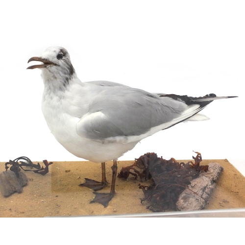 214 - Collection of seven cased taxidermy interest animals including seagull, black headed seagull, red sq... 