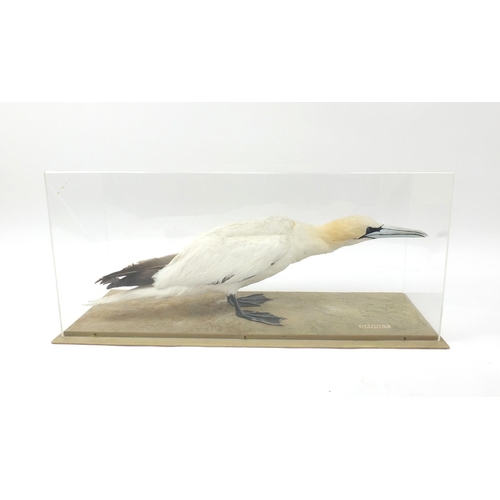 210 - Cased taxidermy interest gannet, together with fitted wooden carry case 104B, the Perspex case 84cm ... 