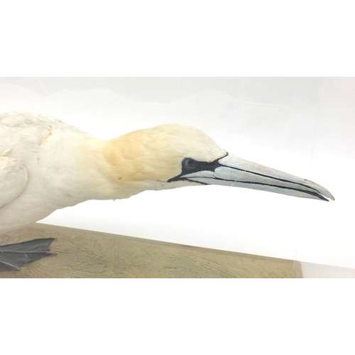 210 - Cased taxidermy interest gannet, together with fitted wooden carry case 104B, the Perspex case 84cm ... 