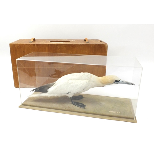 210 - Cased taxidermy interest gannet, together with fitted wooden carry case 104B, the Perspex case 84cm ... 