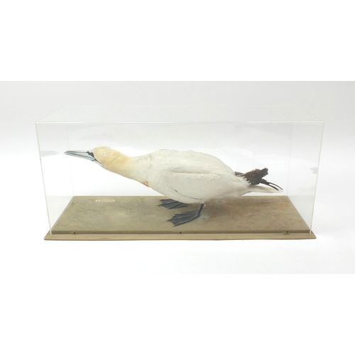 210 - Cased taxidermy interest gannet, together with fitted wooden carry case 104B, the Perspex case 84cm ... 