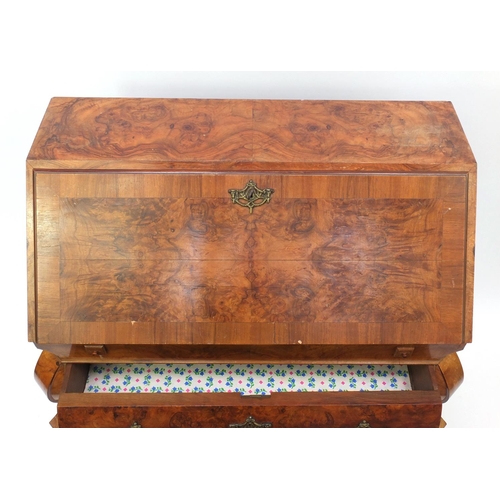 2008 - Dutch burr walnut Bombe bureau the fall inclosing a fitted interior about three curved drawers, 101c... 