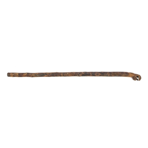 513 - Chinese carved wooden walking stick with the pommel in the form of a mythical beast, 87cm long