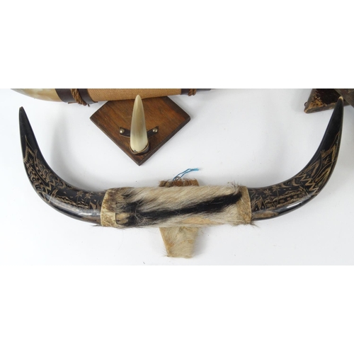 573 - Three sets of taxidermy interest horns, the largest 72cm long