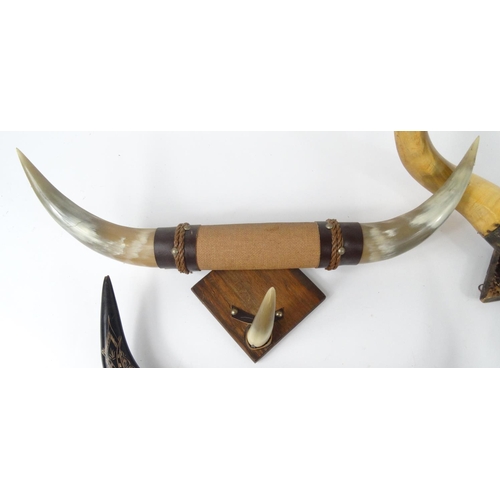 573 - Three sets of taxidermy interest horns, the largest 72cm long