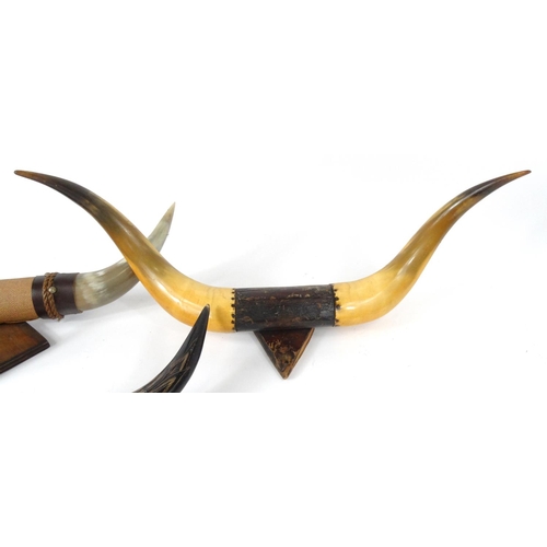 573 - Three sets of taxidermy interest horns, the largest 72cm long