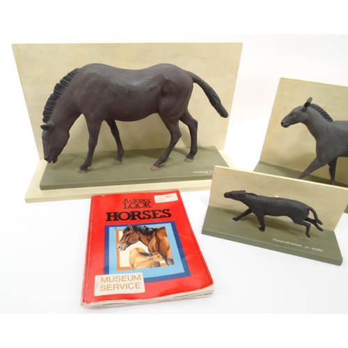 349 - Two cased display models of Evolution of the Horse, the larger approximately 27cm high, with fitted ... 