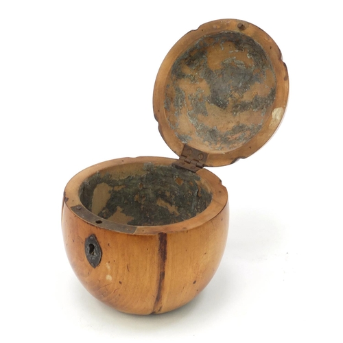 65 - Fruit wood tea caddy in the form of an apple, 13cm high