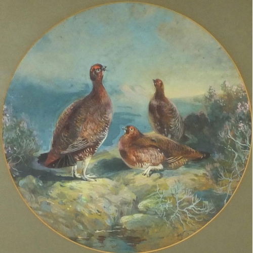 952 - Pair of circular gouache studies of grouse resting, both mounted and contemporary framed, each 36cm ... 