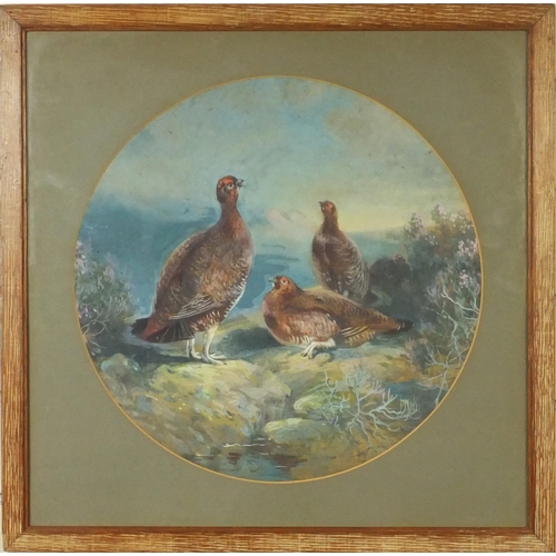952 - Pair of circular gouache studies of grouse resting, both mounted and contemporary framed, each 36cm ... 