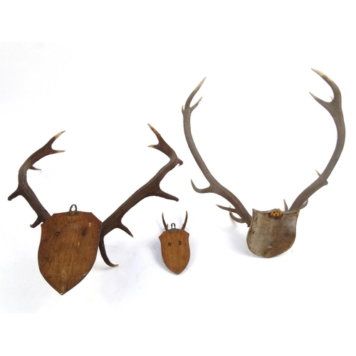 2157 - Three pairs of taxidermy interest horns, each mounted on wooden plinths, the largest pair 83cm high