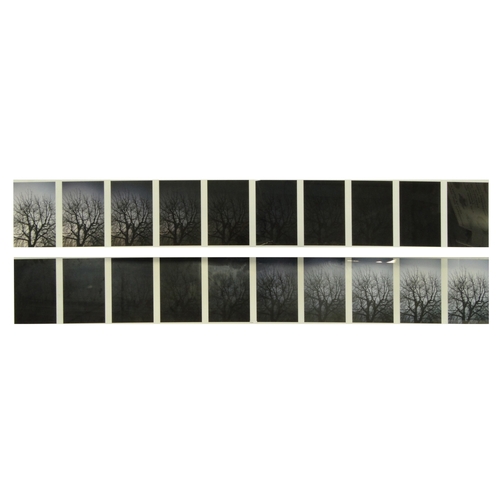 2325 - Pair of photographs depicting a tree from light to dark and from dark to light, each panel with ten ... 