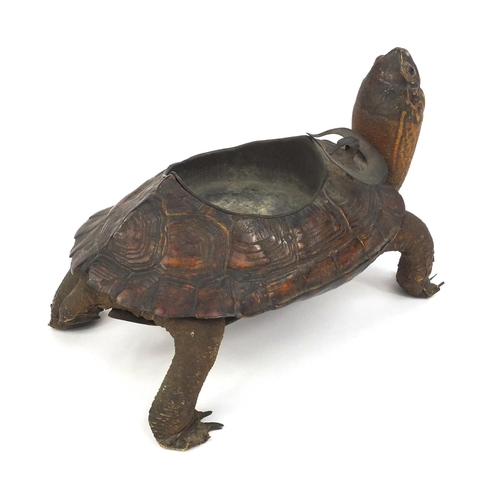 329 - Taxidermy interest tortoise ashtray, 15.5cm long