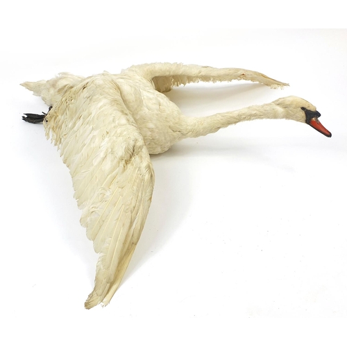 171 - Large taxidermy interest swan in flight, 120cm long