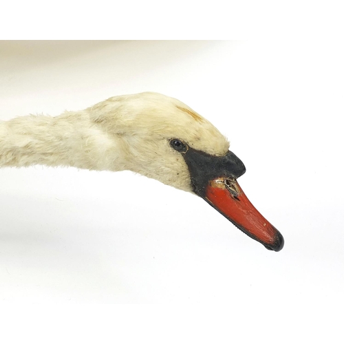 171 - Large taxidermy interest swan in flight, 120cm long