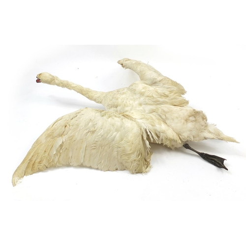 171 - Large taxidermy interest swan in flight, 120cm long