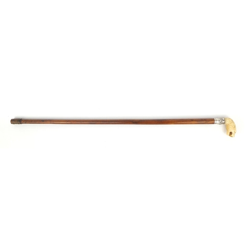22 - Victorian Malacca walking stick with carved ivory pommel in the form of a lions head and beaded glas... 