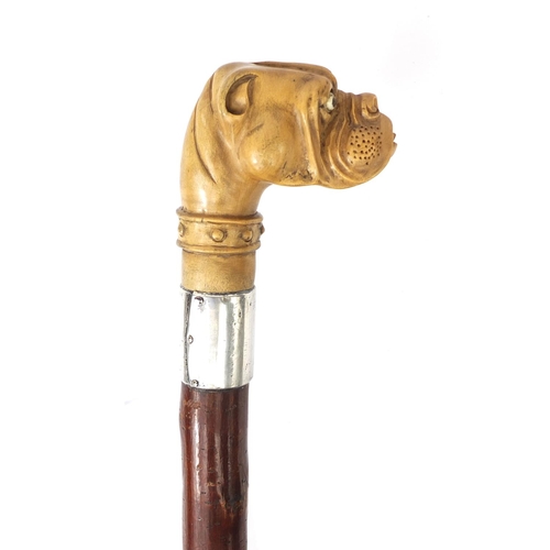 24 - Wooden walking stick with celluloid pommel in the form of a boxer dogs head and silver collar, Londo... 