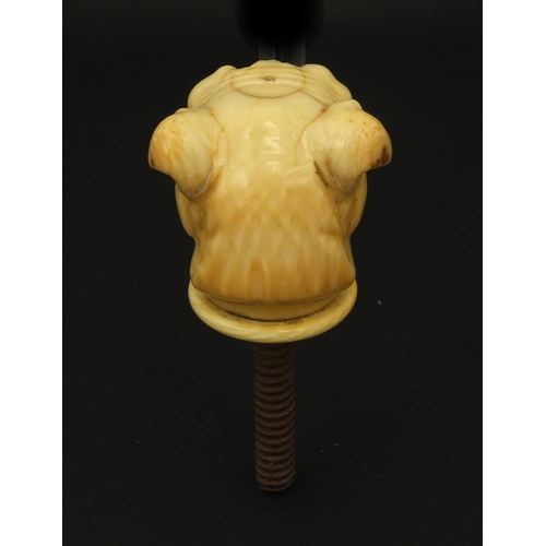 23 - Victorian carved ivory walking stick pommel in the form of a boxer dogs head, 7cm high