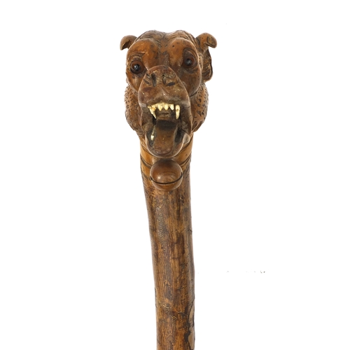 25 - Naturalistic wooden walking stick with carved pommel in the form of a dogs head, with ivory teeth an... 