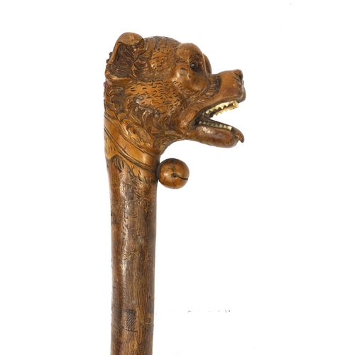 25 - Naturalistic wooden walking stick with carved pommel in the form of a dogs head, with ivory teeth an... 