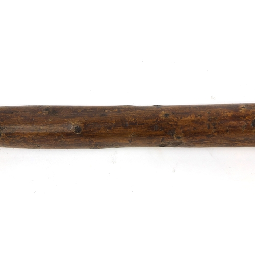 25 - Naturalistic wooden walking stick with carved pommel in the form of a dogs head, with ivory teeth an... 