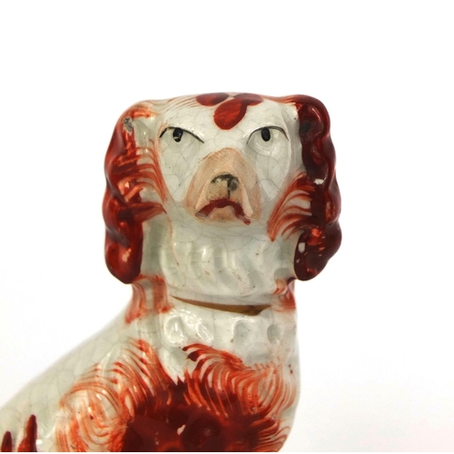 537 - Pair of 19th century Staffordshire pottery Spaniels hand painted in iron reds and gilded collars, th... 