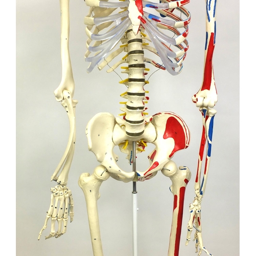 2152 - Medical life size Skelton on a stand and a collection of charts, the Skelton 180cm high