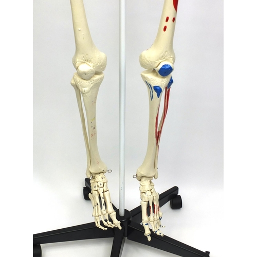 2152 - Medical life size Skelton on a stand and a collection of charts, the Skelton 180cm high