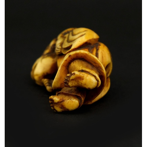 453 - Japanese carved ivory netsuke of a man with a frog on his head, 5cm high