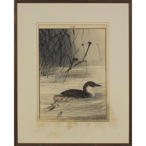 484 - Japanese ink and watercolour onto paper, ducks amongst reeds, character marks to the mount, mounted ... 