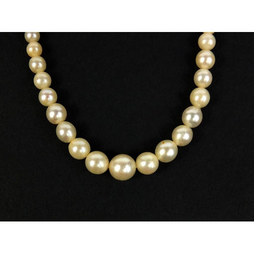 2627 - Single string pearl necklace with 9ct gold clasp, 40cm long, approximate weight 13.0g