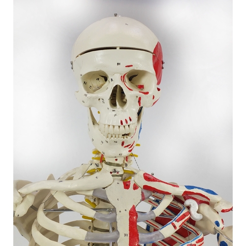 2152 - Medical life size Skelton on a stand and a collection of charts, the Skelton 180cm high