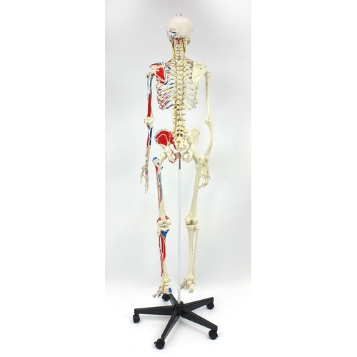 2152 - Medical life size Skelton on a stand and a collection of charts, the Skelton 180cm high