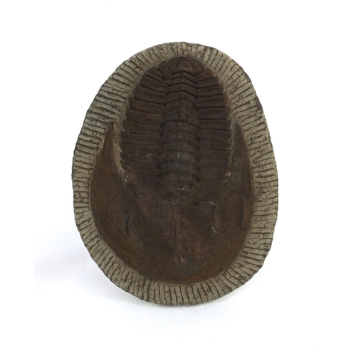 173 - Two fossils including a Trilobite, the largest 25cm long