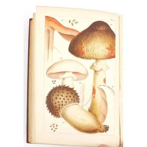 166 - First edition 1891 British Edible Fungi and First edition George Massee British Fungi